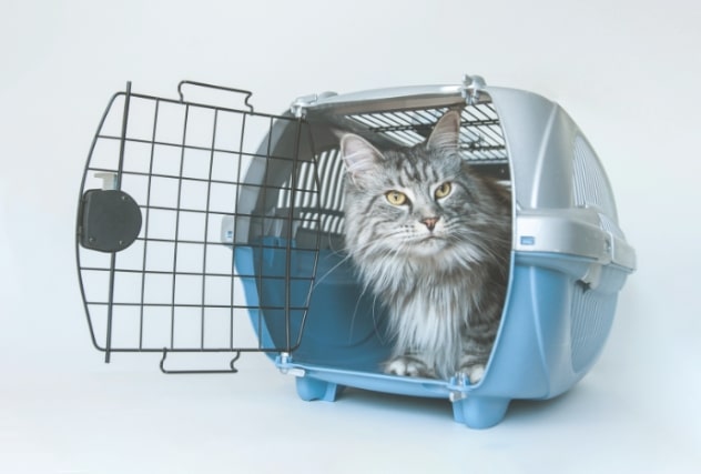DGK 004: Badania profilaktyczne kotów. Co badać i jak się przygotować? – rozmowa z lek. wet. Pauliną Przeździecką (@matkaweterynarka)