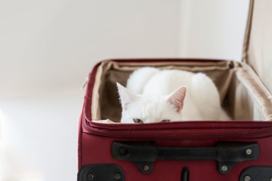 Biały kot wyglądający z czerwonej walizki na suwak